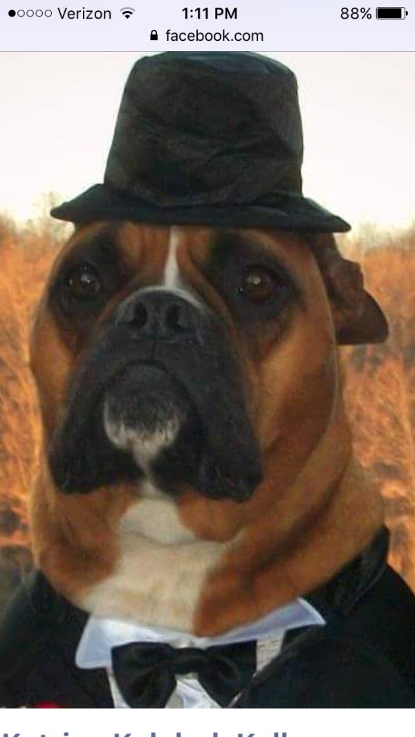 /images/uploads/griffin pond animal shelter/loveyourpet2018/entries/6547thumb.jpg